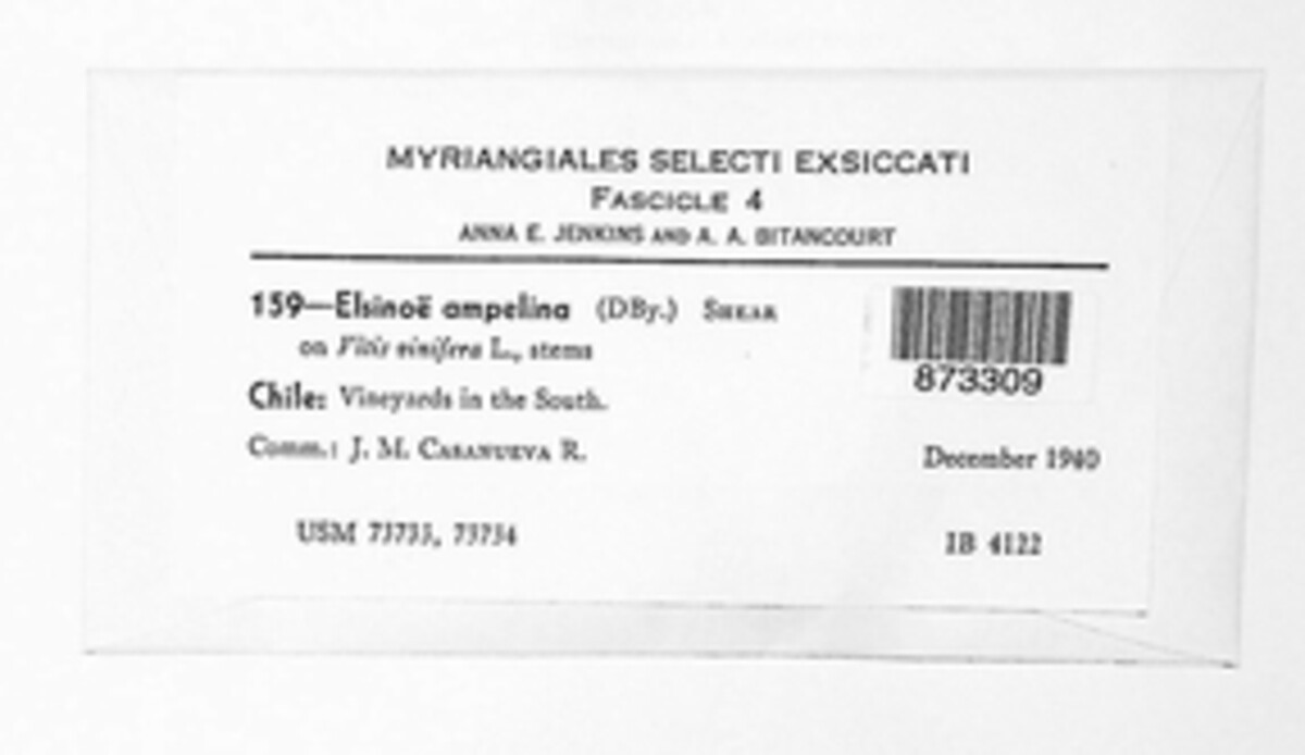 Elsinoe ampelina image